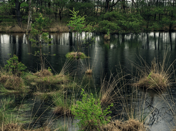 Moor